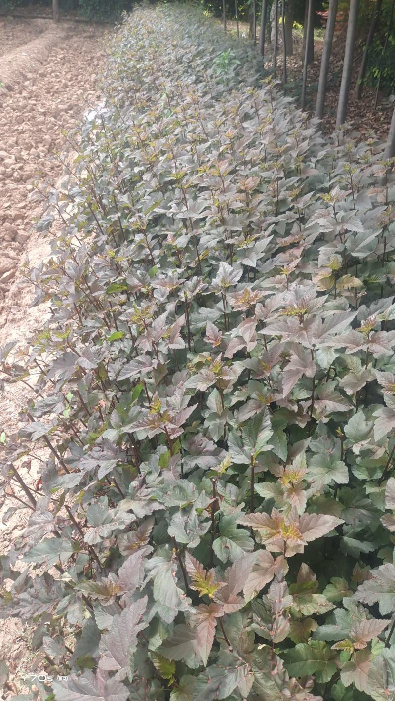 营养杯金叶枫箱果高60厘米杯子13/15厘米