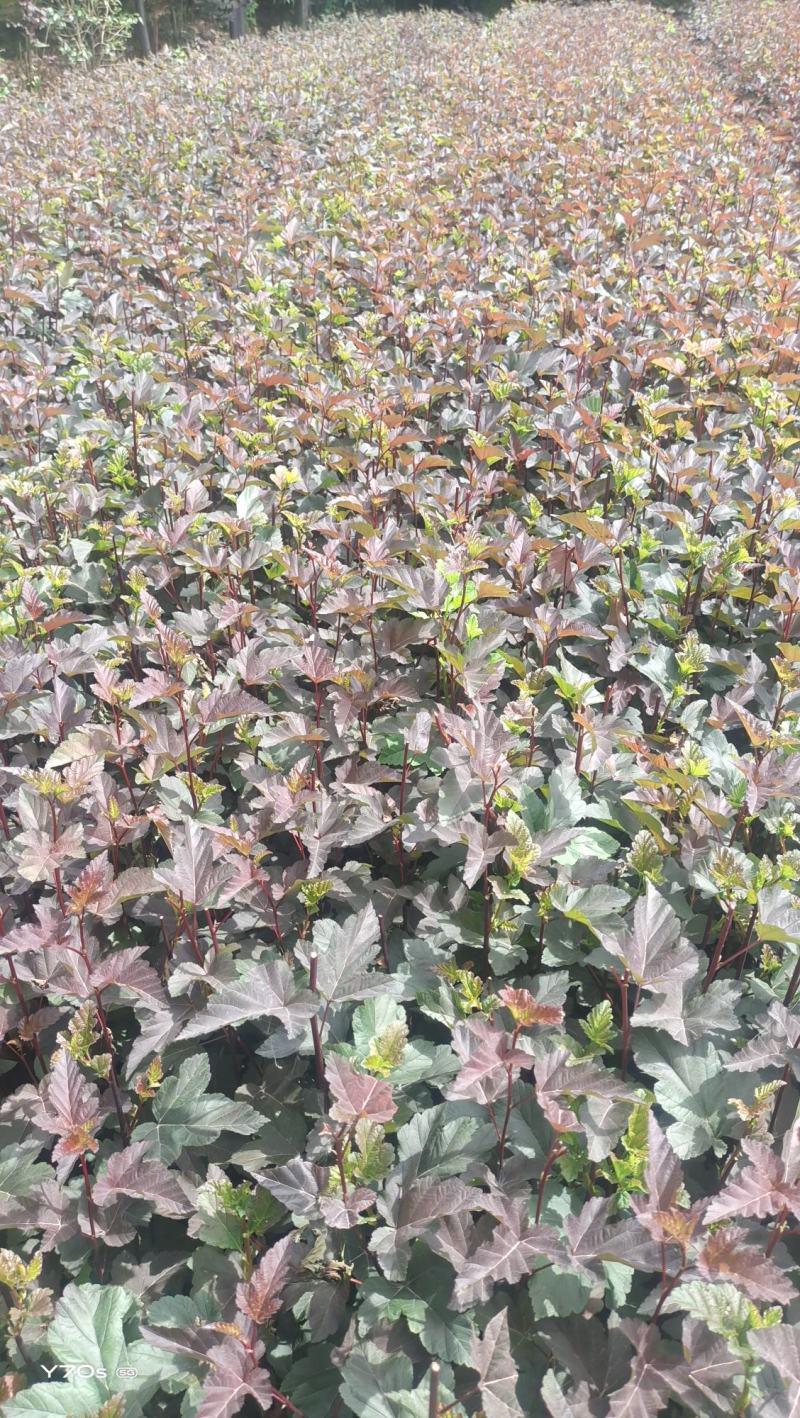 营养杯金叶枫箱果高60厘米杯子13/15厘米