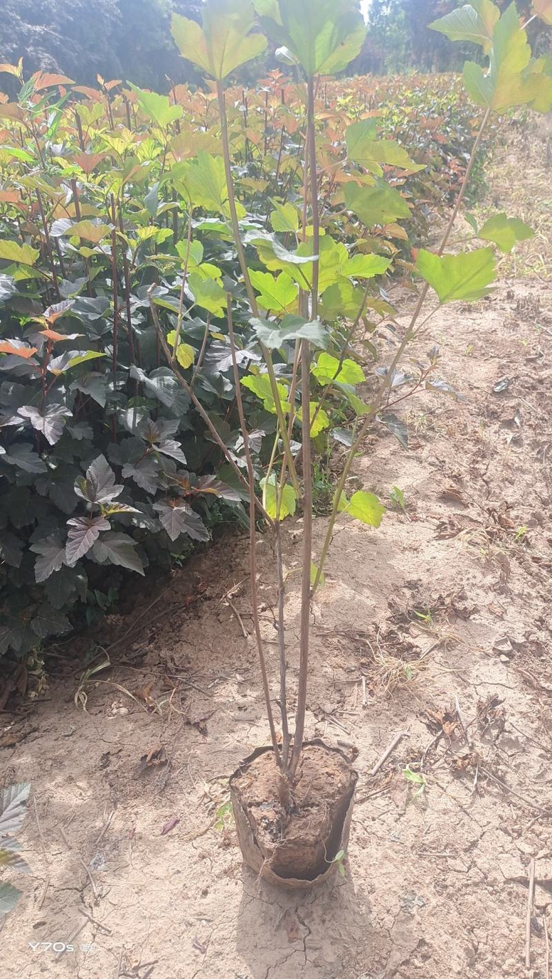 营养杯金叶枫箱果高60厘米杯子13/15厘米
