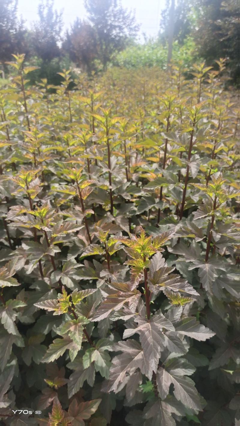 营养杯金叶枫箱果高60厘米杯子13/15厘米
