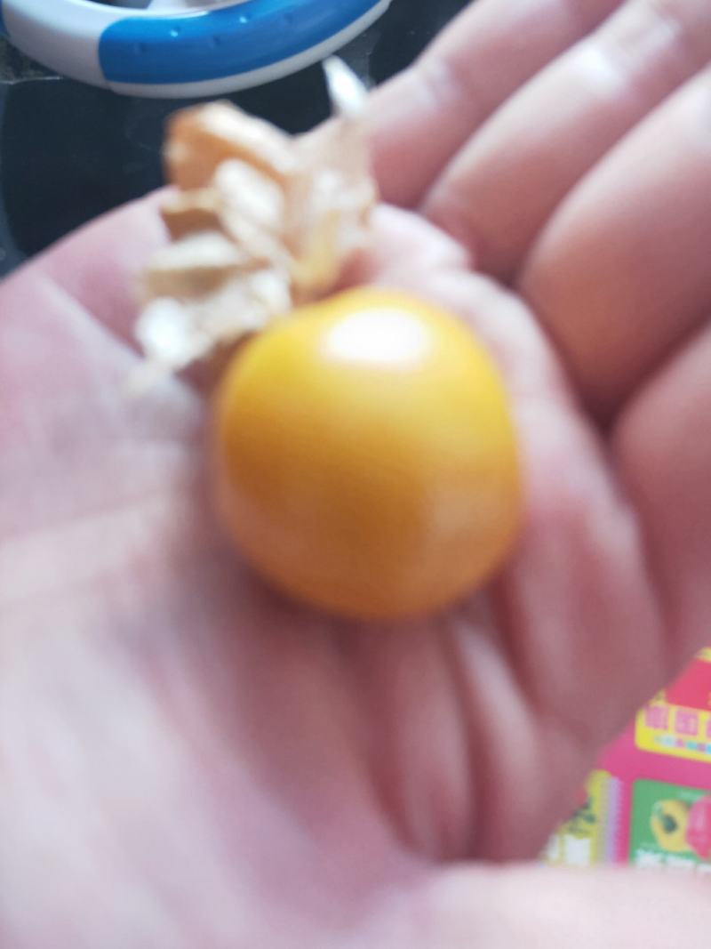 灯笼果苗，菇娘籽，成活率高，提供技术指导，红菇娘可以鲜食