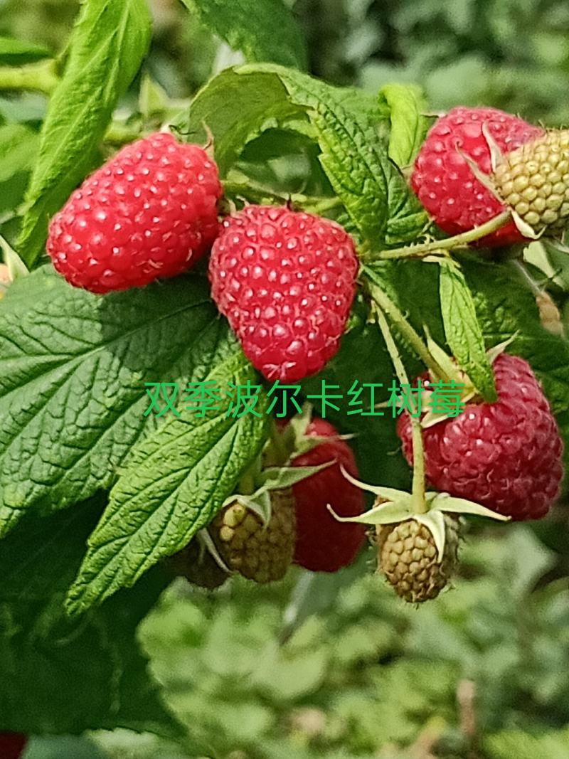 树莓苗，大量批发各种树莓苗。有黑树莓苗，双季红树莓苗