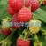 树莓苗，大量批发各种树莓苗。有黑树莓苗，双季红树莓苗
