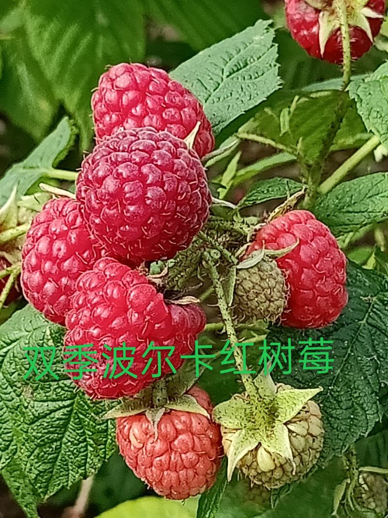树莓苗，大量批发各种树莓苗。有黑树莓苗，双季红树莓苗