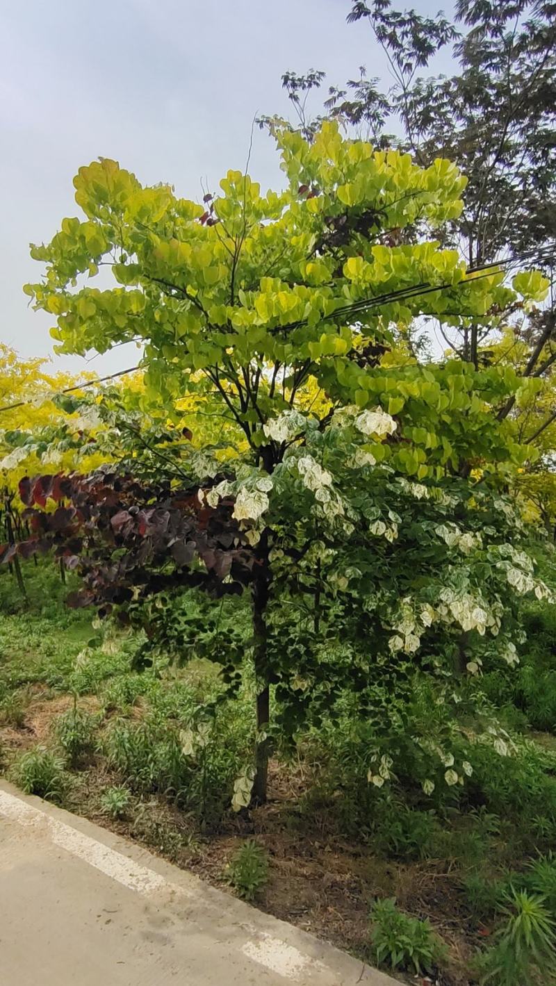 河南基地大量供应精品8--15公分飘云紫荆
