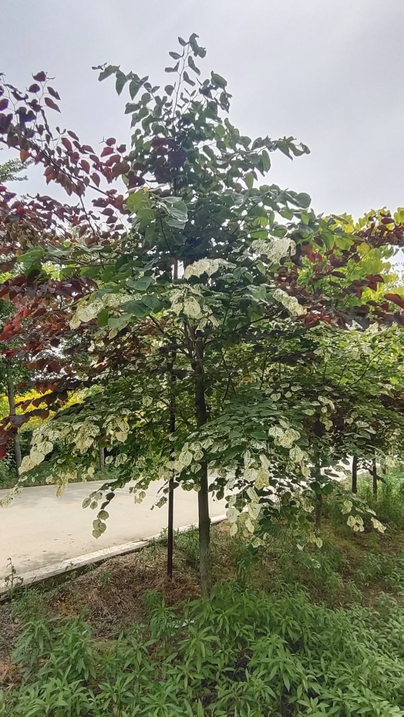 河南基地大量供应精品8--15公分飘云紫荆