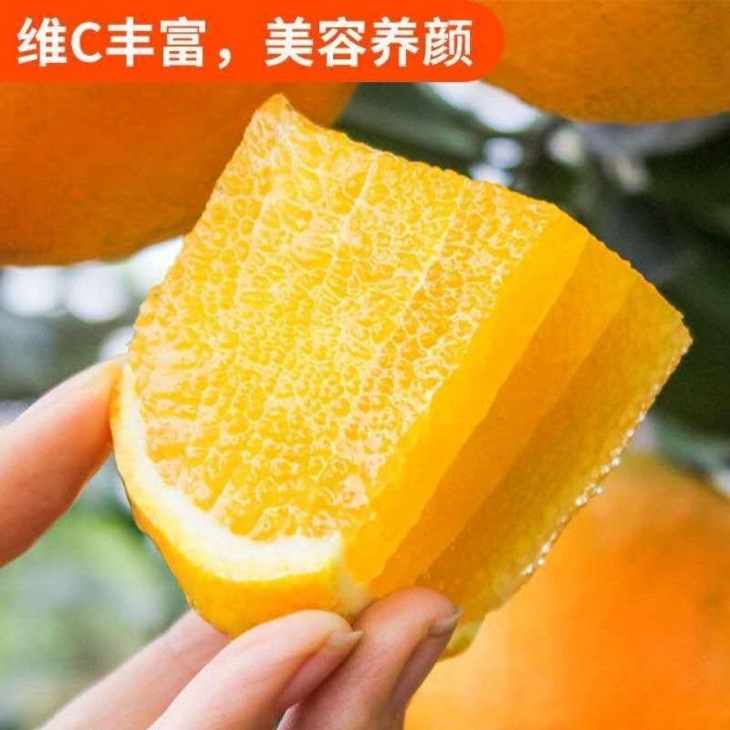 精品秭归夏橙挂树鲜果产地直发酸甜多汁新鲜上市