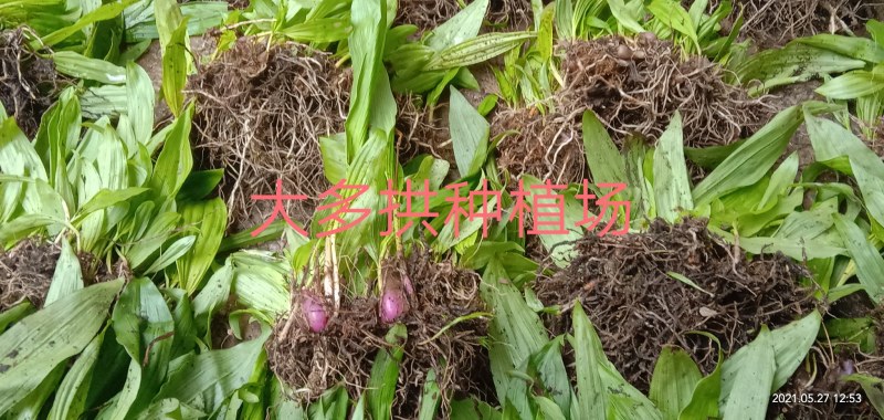 冰球子种苗，毛兹姑，，