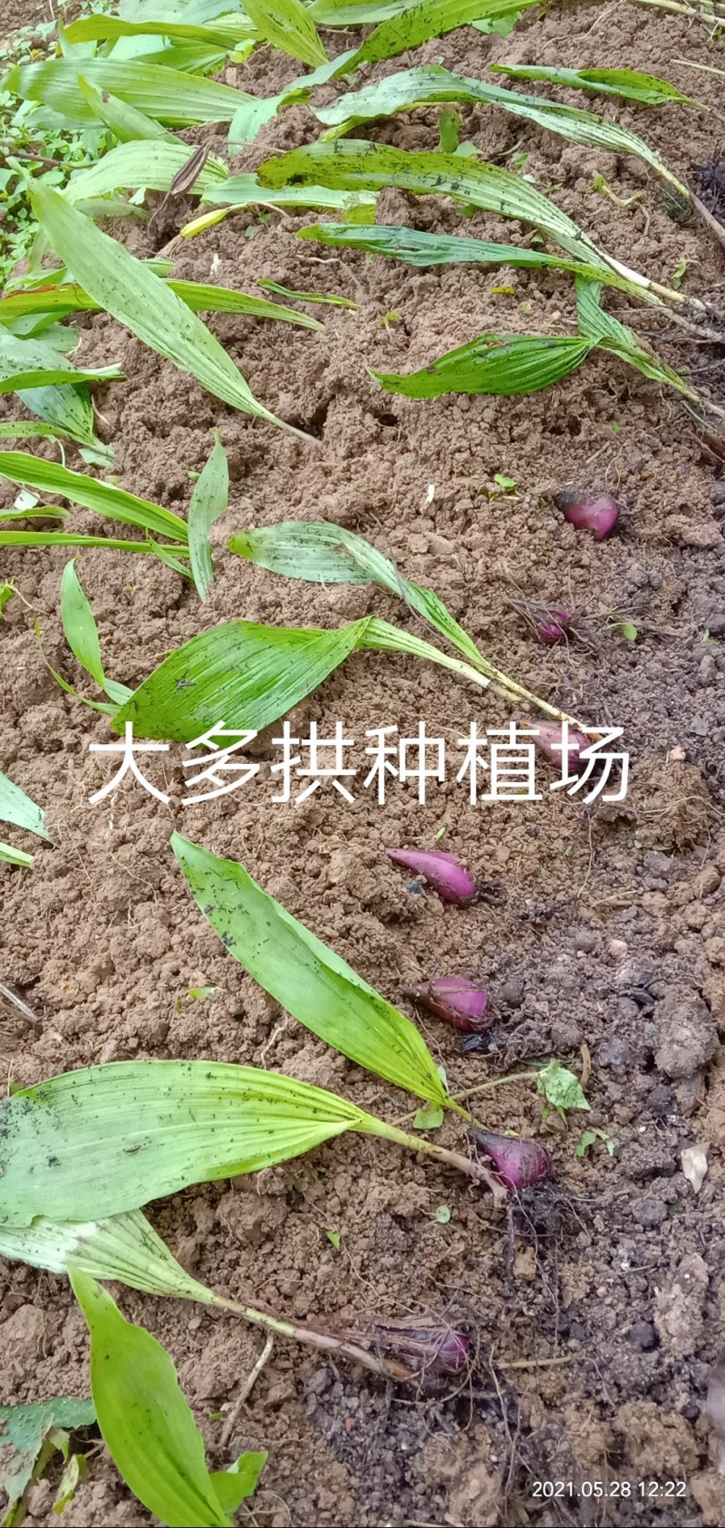 冰球子种苗，毛兹姑，，