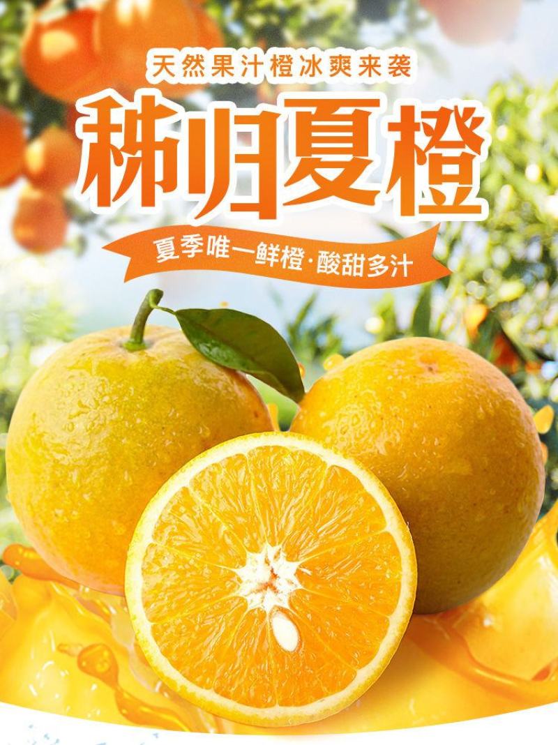 精品秭归夏橙挂树鲜果产地直发酸甜多汁新鲜上市