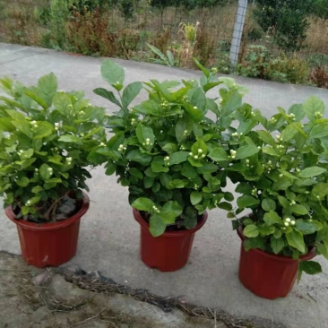 茉莉花精品好货