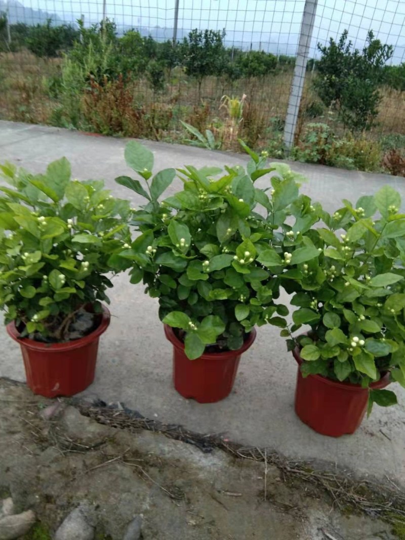 茉莉花精品好货