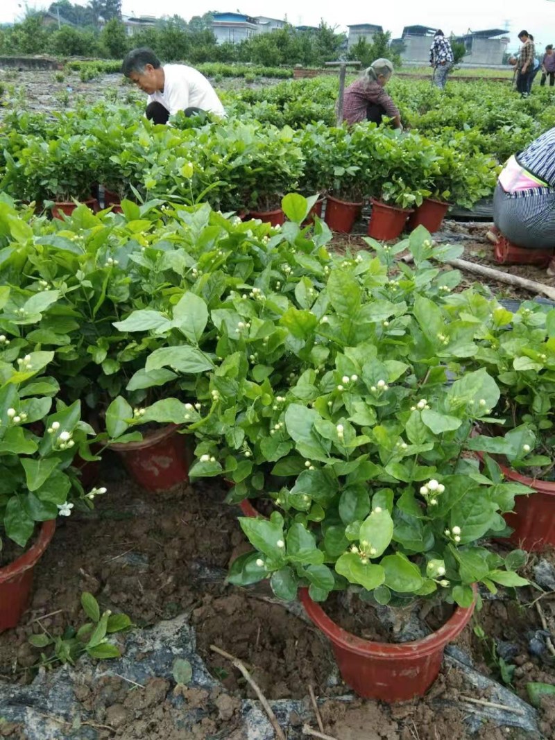 茉莉花精品好货