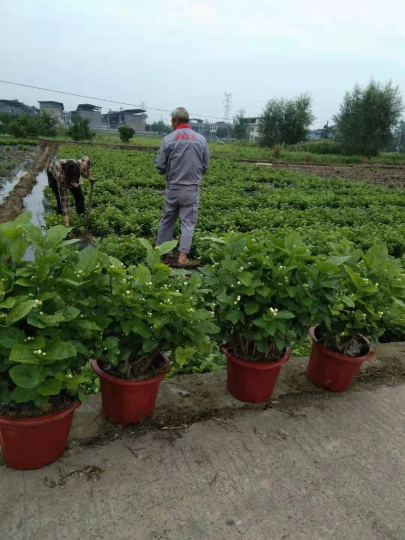 茉莉花精品好货