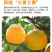 精品秭归夏橙挂树鲜果产地直发酸甜多汁新鲜上市