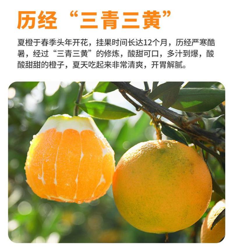 精品秭归夏橙挂树鲜果产地直发酸甜多汁新鲜上市
