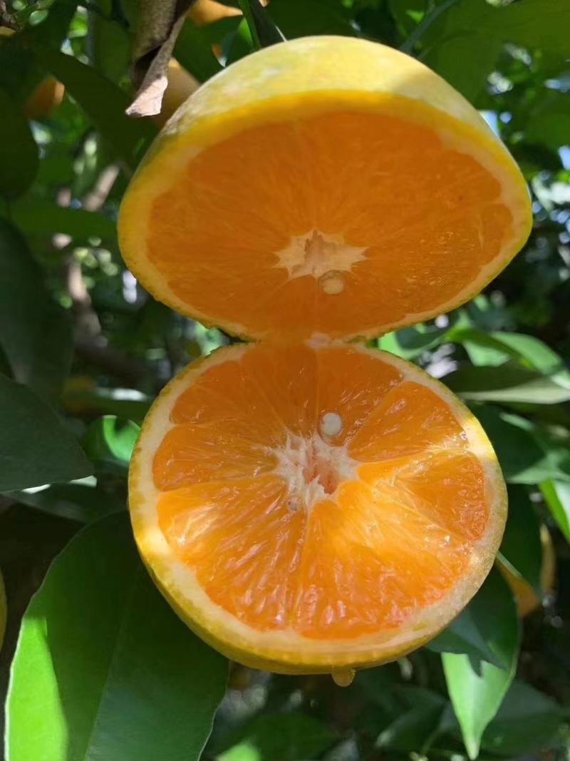 精品秭归夏橙挂树鲜果产地直发酸甜多汁新鲜上市