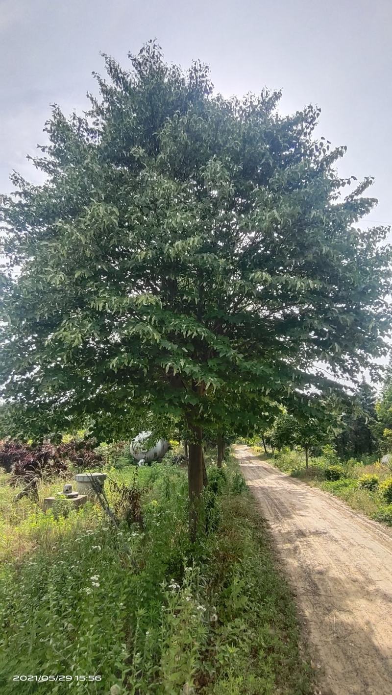 河南基地大量供应精品欧洲小叶椴12--20公分