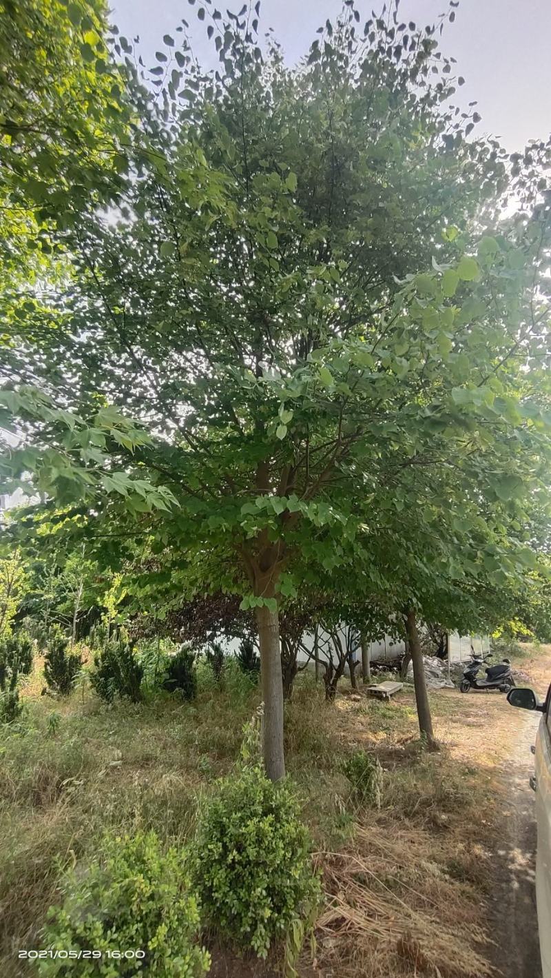 河南基地大量供应精品欧洲小叶椴12--20公分