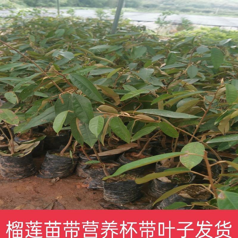 金枕榴莲苗带杯带叶发货