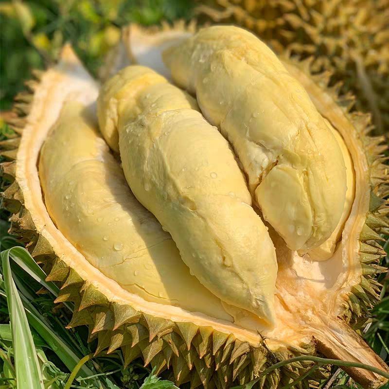 金枕榴莲苗带杯带叶发货