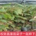 金枕榴莲苗带杯带叶发货
