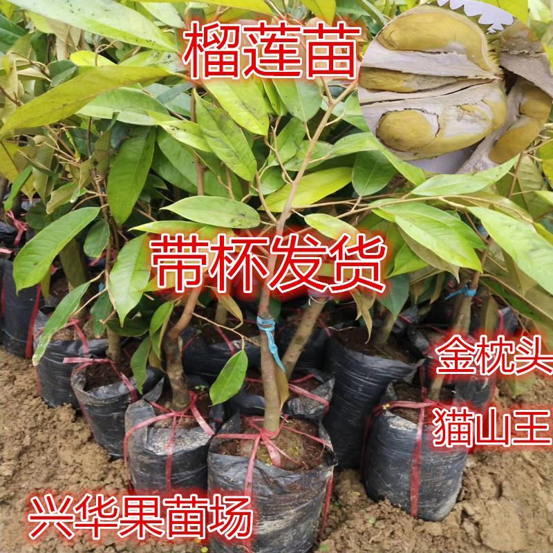 金枕榴莲苗带杯带叶发货