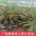 金枕榴莲苗带杯带叶发货