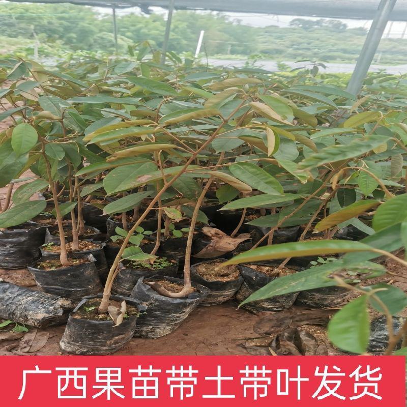 金枕榴莲苗带杯带叶发货