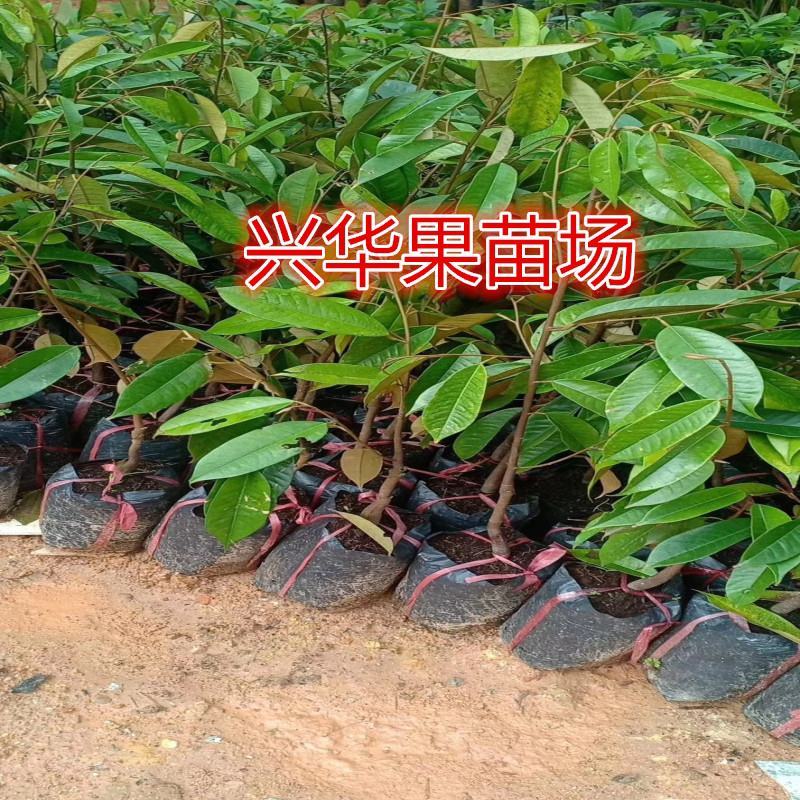金枕榴莲苗带杯带叶发货