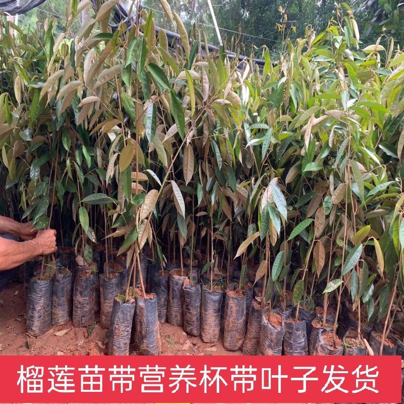 金枕榴莲苗带杯带叶发货