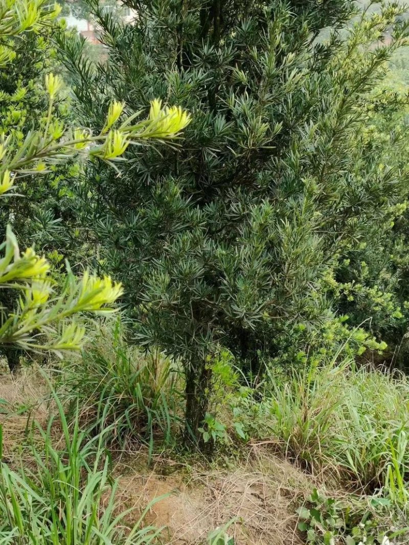 罗汉松中叶地栽大小规格园林别墅造景福建基地现看现挖