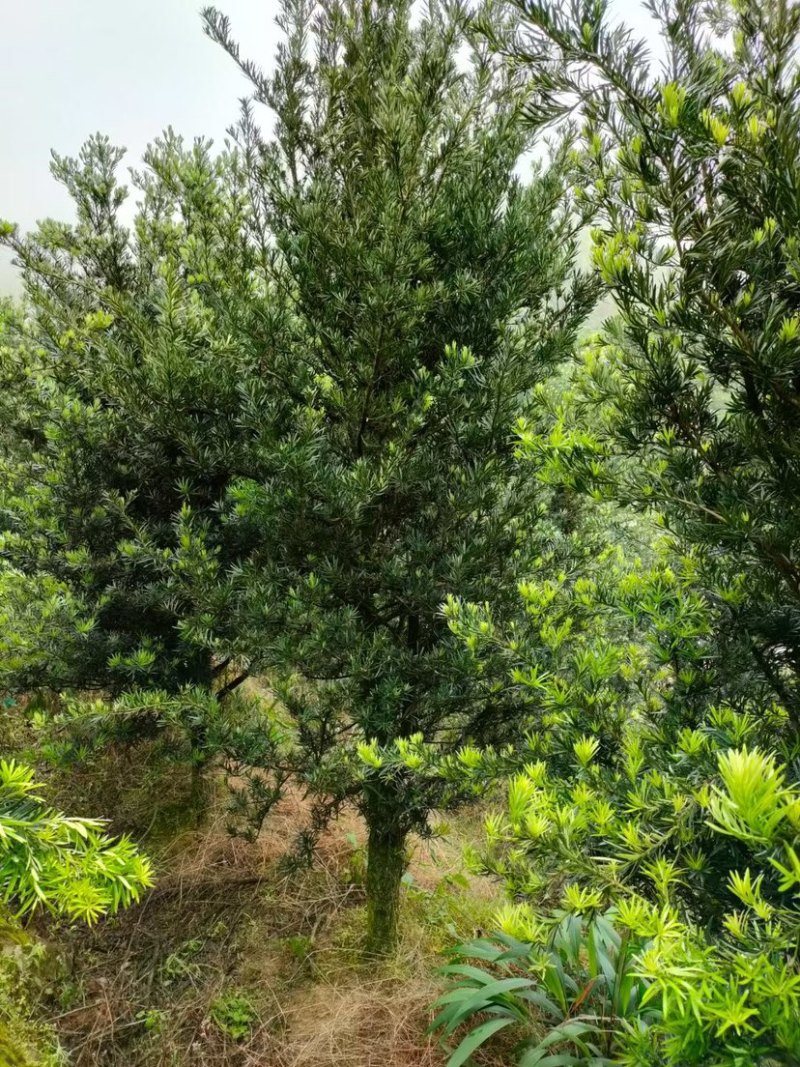 罗汉松中叶地栽大小规格园林别墅造景福建基地现看现挖