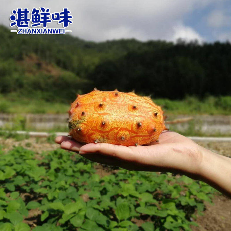 【产地】湛江火参果新鲜水果大刺角瓜非洲蜜瓜火星果包邮