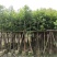 5-8-10-12分天竺桂(阴香)袋苗,广东天竺桂(阴香