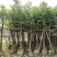 5-8-10-12分天竺桂(阴香)袋苗,广东天竺桂(阴香