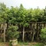 5-8-10-12分天竺桂(阴香)袋苗,广东天竺桂(阴香