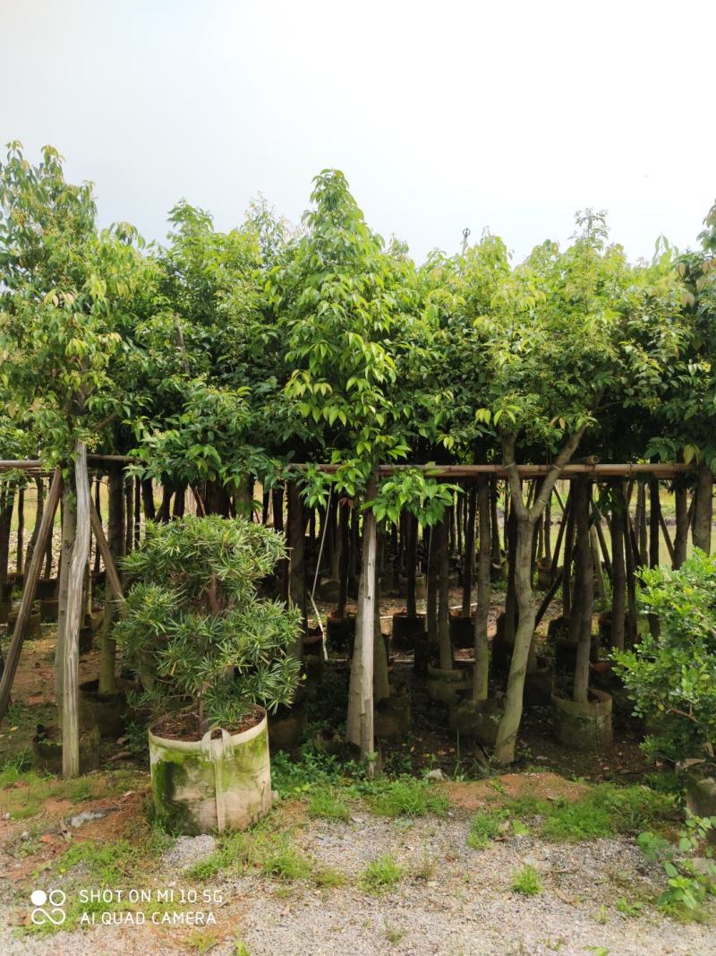5-8-10-12分天竺桂(阴香)袋苗，广东天竺桂(阴香