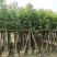 5-8-10-12分天竺桂(阴香)袋苗,广东天竺桂(阴香