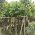5-8-10-12分天竺桂(阴香)袋苗,广东天竺桂(阴香