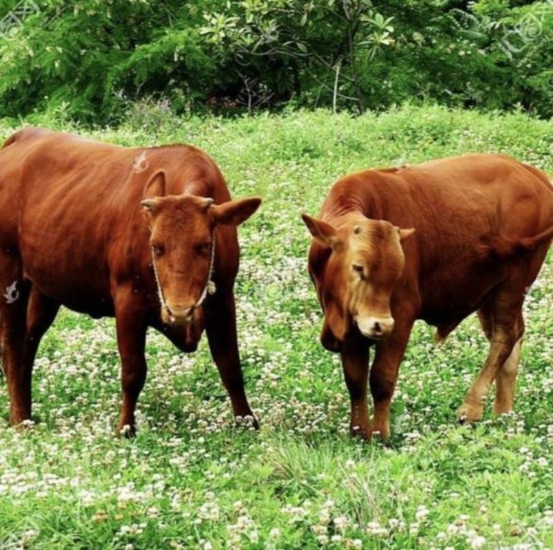 鲁西黄牛活苗牛仔活体小牛犊肉牛犊活牛出售