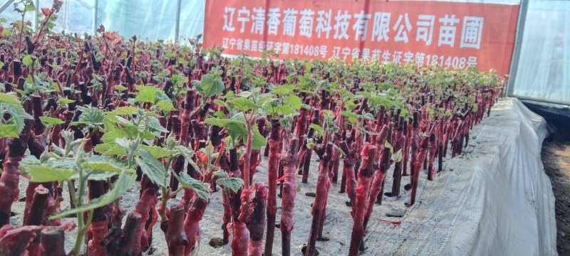 嫁接阳光玫瑰营养钵绿苗