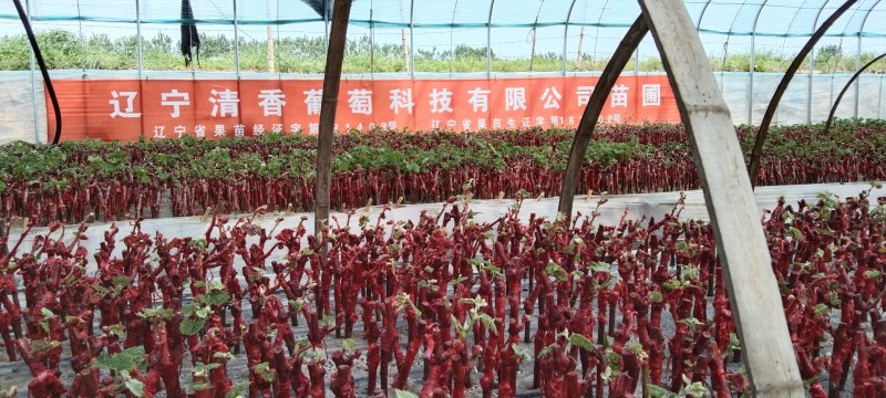 嫁接阳光玫瑰营养钵绿苗