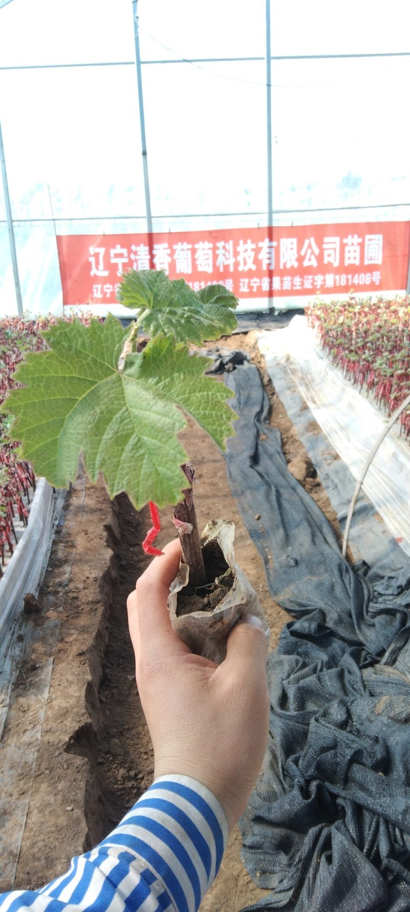嫁接阳光玫瑰营养钵绿苗