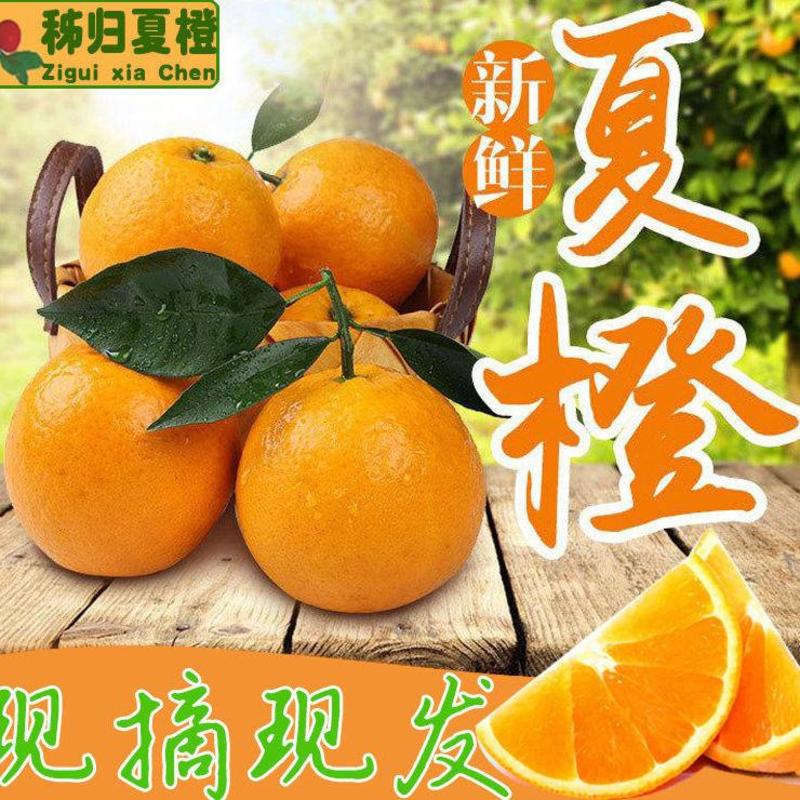 精品秭归夏橙一件代发5斤10斤包邮支持微商电商供货质量保