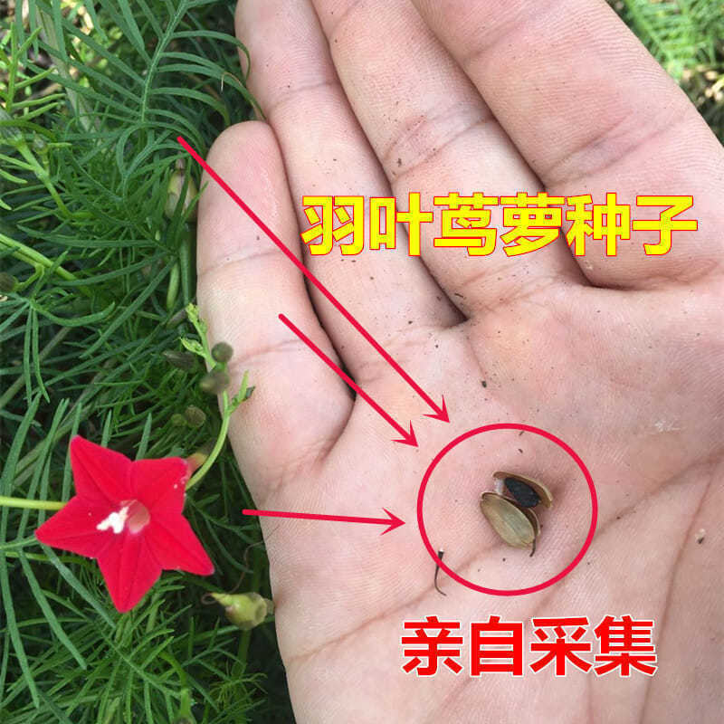 羽叶莺萝种子圆叶莺萝易种爬藤花卉盆栽室内外庭院五角星花草