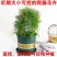 羽叶莺萝种子圆叶莺萝易种爬藤花卉盆栽室内外庭院五角星花草