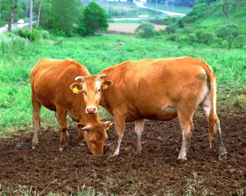 黄牛活苗牛仔活牛出售小牛肉牛犊活体怀孕母牛种公牛