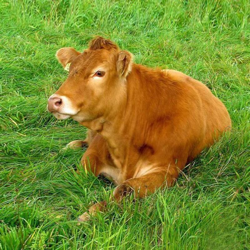 黄牛活苗牛仔活牛出售小牛肉牛犊活体怀孕母牛种公牛