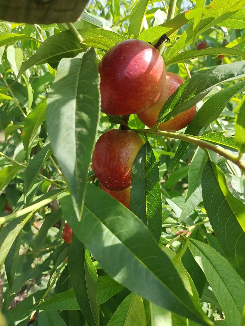 精品露地油桃，油桃大量上市，量大优惠，视频看货